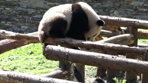 Pequeno Panda Está Divertindo Estrutura Madeira Wolong Panda Base — Vídeo de Stock