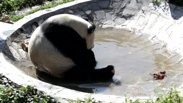 Boldog Óriás Panda Kis Tavacskában Kínában — Stock videók