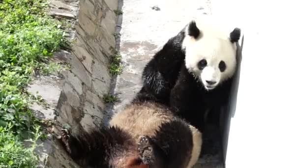 Brincalhão Dois Pandas Estão Jogando Mote China — Vídeo de Stock