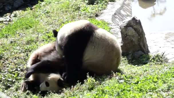 Happy Pandas Hrají Boj Zeleném Dvoře — Stock video