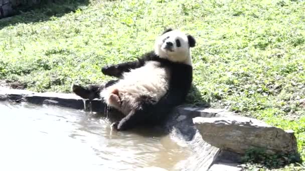 Happy Giant Panda Malém Rybníčku Čína — Stock video