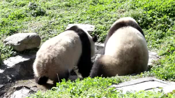 Två Pandor Spelar Den Lilla Dammen Kina — Stockvideo