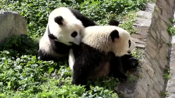 Happy Pandas Está Jogando Luta Pátio Verde — Vídeo de Stock