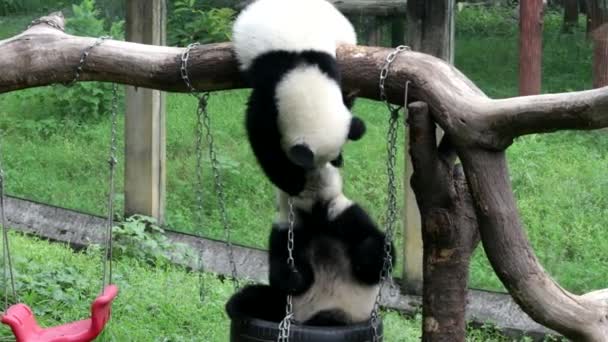 Happy Fluffy Little Panda Baví Trámu Dřeva Chongqing Zoo — Stock video