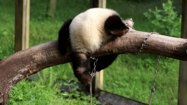Happy Fluffy Little Panda Estão Divertindo Feixe Madeira Chongqing Zoo — Vídeo de Stock