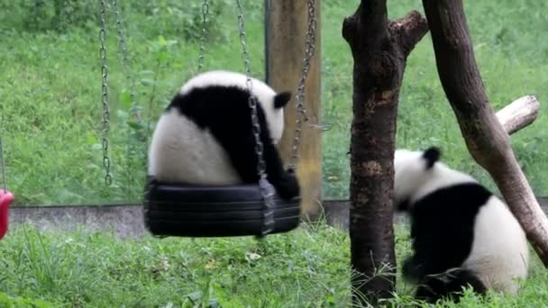 Pequeño Panda Sentado Neumático Colgante Zoológico Chongqing — Vídeos de Stock