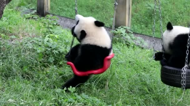 Chongqing 동물원으로 거짓말하는 — 비디오