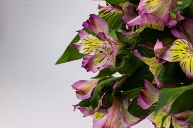 Çiçek açan pembe Alstroemeria Çiçeği, Peru zambağı ya da İnkalar zambağı
