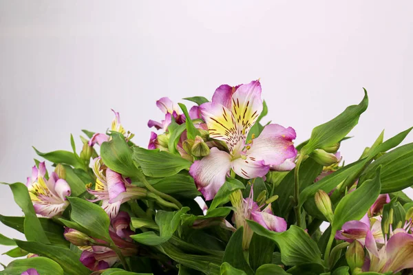 Clode Fiore Rosa Alstroemeria Fiore Giglio Peruviano Giglio Degli Incas — Foto Stock