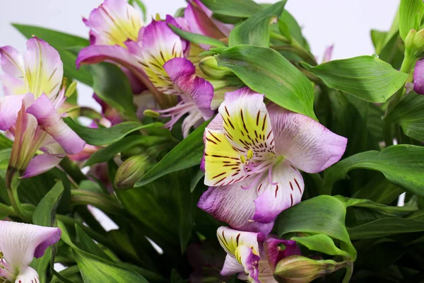 Rozkvetlá Růžová Alstroemeria Flower Peruánská Lilie Nebo Lilie Inků — Stock fotografie