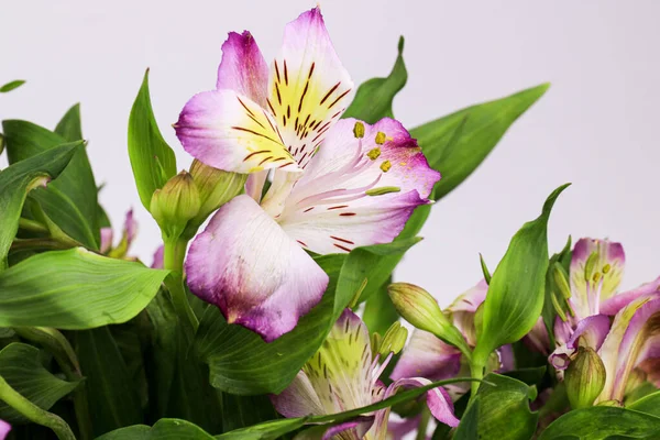 Clode Fiore Rosa Alstroemeria Fiore Giglio Peruviano Giglio Degli Incas — Foto Stock