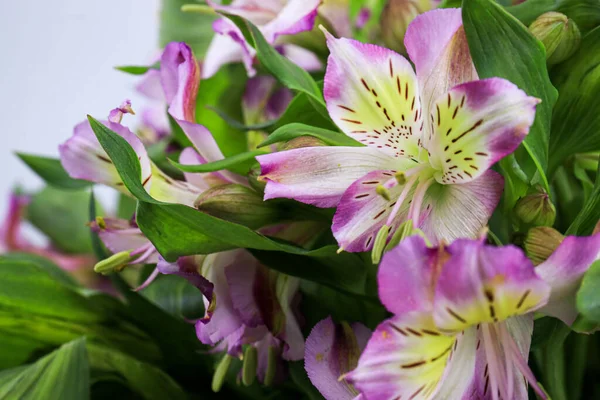 Rozkvetlá Růžová Alstroemeria Flower Peruánská Lilie Nebo Lilie Inků — Stock fotografie