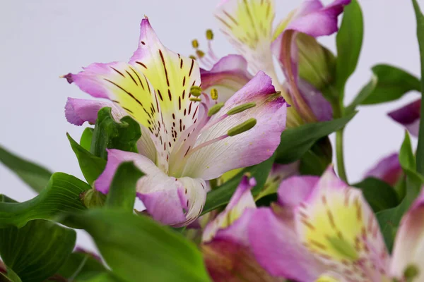 Palást Fel Virágzó Rózsaszín Alstroemeria Virág Perui Liliom Vagy Liliom — Stock Fotó