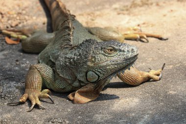 Yeşil Eguana 'yı kapat 