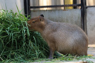 Avludaki Capybara 'yı kapatın.