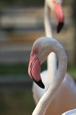 Göldeki Flamingo 'yu kapat.