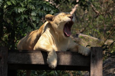 Komik Uykulu Aslan Duruşu 