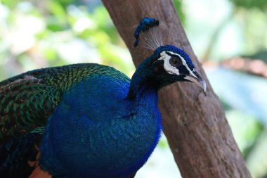 Hint Tavuskuşu 'nu kapat