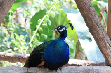 Hint Tavuskuşu 'nu kapat