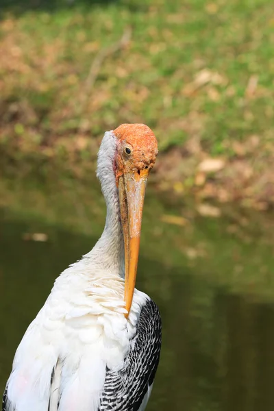 Patinted Stork Bird Engraçado Está Olhando Para Câmera — Fotografia de Stock