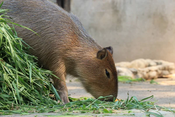 Κλείστε Capybara Στην Αυλή — Φωτογραφία Αρχείου