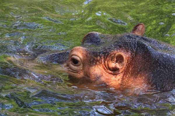 Close Nijlpaard Vijver — Stockfoto