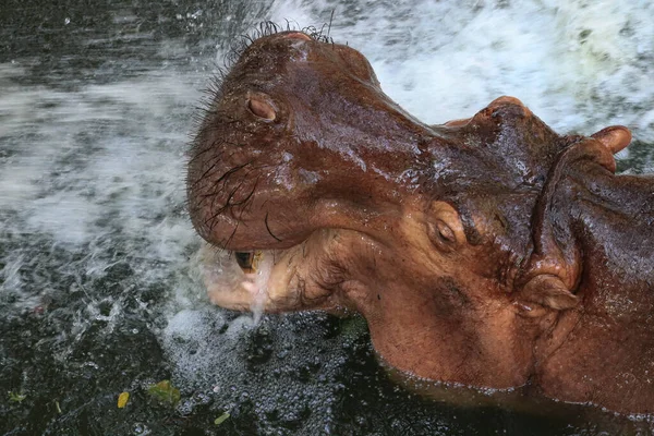 Fermer Hippopotame Dans Étang — Photo