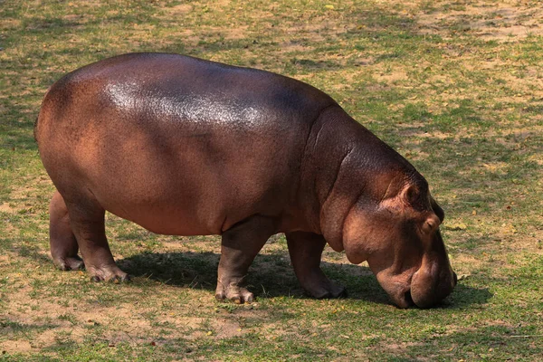 Hipopótamo Relajante Patio Verde —  Fotos de Stock