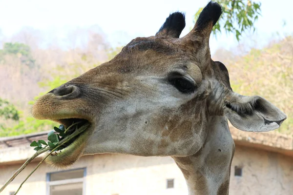 Braunes Giraffengesicht Aus Nächster Nähe Blick Auf Das Publikum — Stockfoto