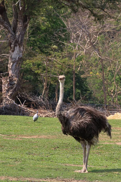 Vogel Strauß Aus Nächster Nähe Auf Dem Grünen Hof — Stockfoto