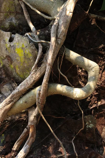 Wurzeln Eines Baumes Aus Nächster Nähe — Stockfoto