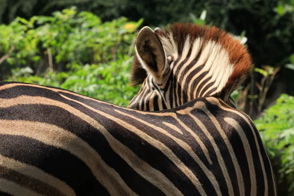 Zamknij Little Zebra Ziemi Szczegóły Wzoru Tekstury Skórze Zebry — Zdjęcie stockowe
