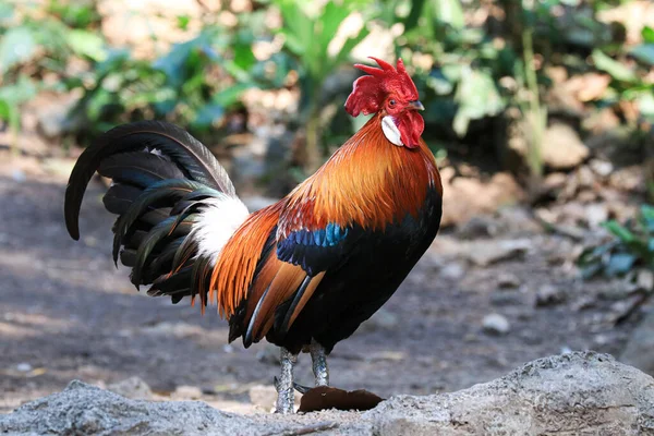Close Beautiful Colorful Rooster — Stock Photo, Image