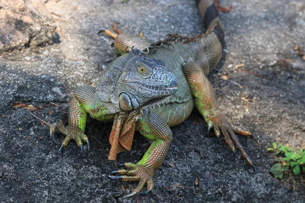 Grüner Eguan Aus Nächster Nähe Hof — Stockfoto