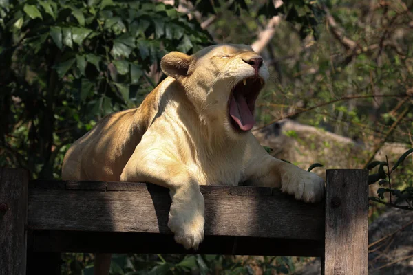 Komik Uykulu Aslan Duruşu 