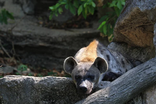 Close Nieuwsgierig Hyena — Stockfoto