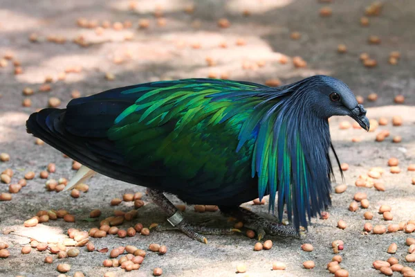 Cercano Paloma Nicobar Pájaro Colorido — Foto de Stock