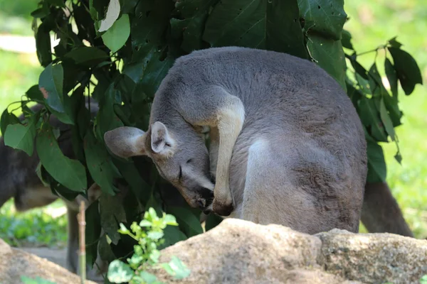 Fermer Wallaby Sur Cour — Photo