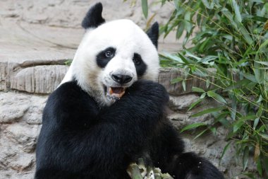 Tayland 'daki Dev Panda' yı kapatın.