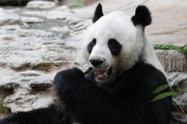 Tayland 'daki Dev Panda' yı kapatın.