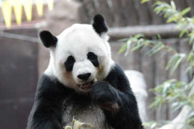 Tayland 'daki Dev Panda' yı kapatın.