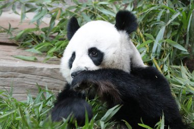 Tayland 'daki Dev Panda' yı kapatın.
