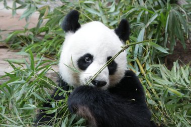 Tayland 'daki Dev Panda' yı kapatın.