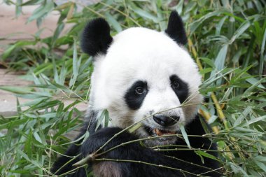 Tayland 'daki Dev Panda' yı kapatın.