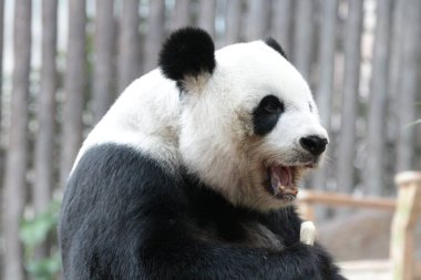 Tayland 'daki Dev Panda' yı kapatın.
