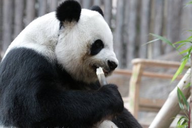 Tayland 'daki Dev Panda' yı kapatın.