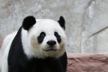 Tayland 'daki Dev Panda' yı kapatın.