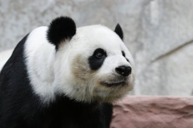 Tayland 'daki Dev Panda' yı kapatın.