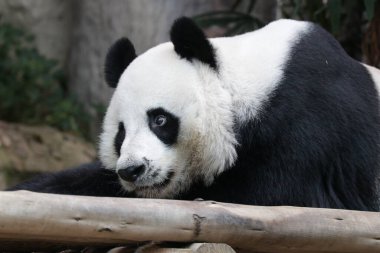 Tayland 'daki Dev Panda' yı kapatın.