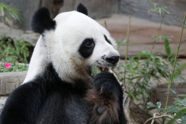 Tayland 'daki Dev Panda' yı kapatın.
